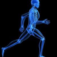Bone Support (120 ct)