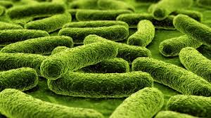 ProBiotic (Non-Dairy)