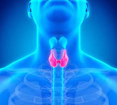 Thyroid Support (120ct)